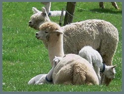 Crescent Moon Snow White & Goucho